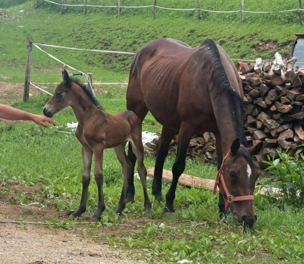 Tourist Farm Pr' Maretc Apartment Bohinjska Bistrica Luaran gambar